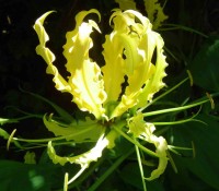 Gloriosa Superba 'Lutea'