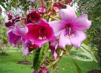 Meriania Maxima  