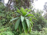 Lobelia Giberroa 