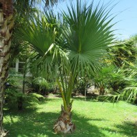 Sabal Minor