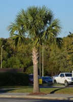 Sabal Palmetto 