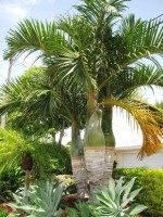 Hyophorbe Verschaffeltii