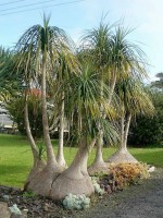 Beaucarnea Guatemalensis 
