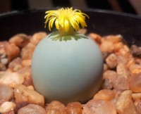 Conophytum Calculus