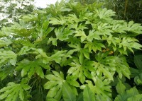 Fatsia Japonica