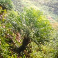 Ravenea Sp.Cycadifolia 