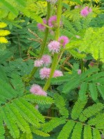 Mimosa Diplotricha