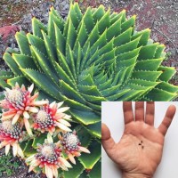 Aloe Polyphylla
