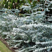 Eucalyptus Gamophylla