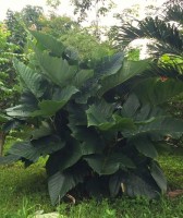 Leea Macrophylla