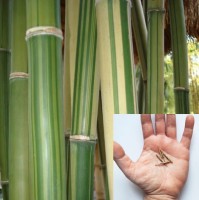 Gigantochloa Bicolor 