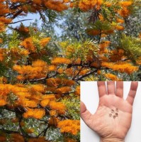 Grevillea Robusta