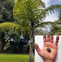 Caryota Obtusa 'Thailand'