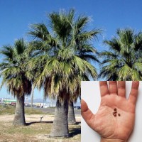 Washingtonia Filifera 