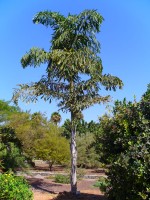 Caryota Maxima 'Himalaya'