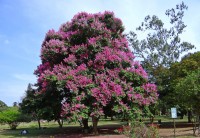 Lagerstroemia Speciosa 