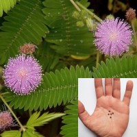 Mimosa Pudica