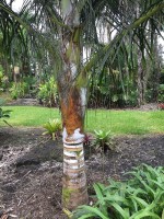 Dypsis Prestoniana