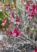 Medinilla Papillosa