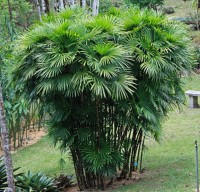Rhapis Humilis 