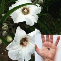 Ipomoea Murucoides 