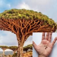 Dracaena Draco