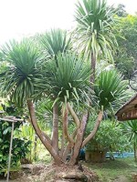 Dracaena Cochinchinensis