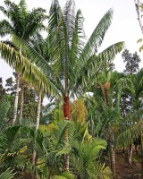Dypsis Lastelliana 