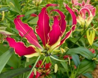 Gloriosa Rothschildiana