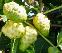 Morinda Citrifolia