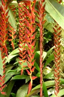 Heliconia Longa