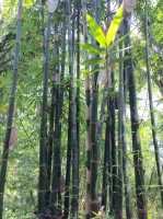 Gigantochloa Atter 