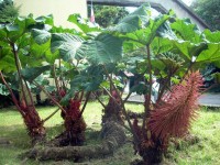 Gunnera Insignis