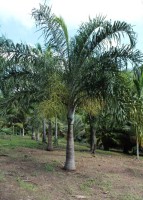 Dypsis Madagascariensis
