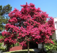 Lagerstroemia Indica 