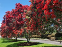 Metrosideros Excelsa