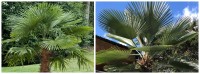 Trachycarpus Fortunei x Princeps