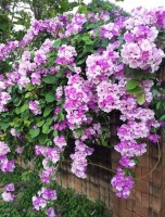 Mansoa Alliacea 