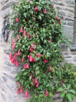 Lapageria Rosea