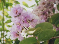 Lagerstroemia Loudonii