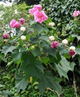 Hibiscus Mutabilis
