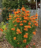 Leonotis Nepetifolia
