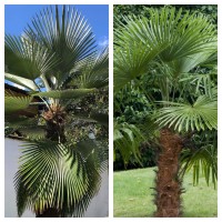 Trachycarpus Princeps x Fortunei