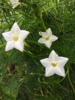 Ipomoea Quamoclit White