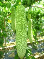 Momordica Charantia Green