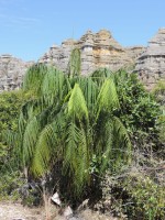 Dypsis Onilahensis