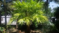 Livistona Benthamii 'Golden'