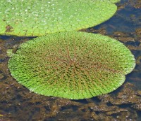 Euryale Ferox