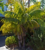 Howea Fosteriana