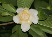 Dillenia Indica